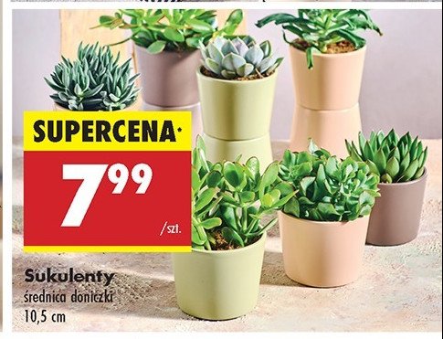Sukulent 10.5 cm promocja w Biedronka