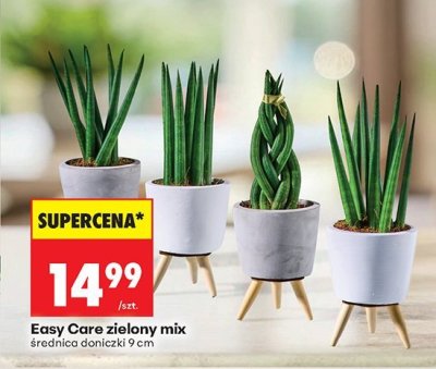 Kwiaty zielony mix średnica 9 cm promocja w Biedronka