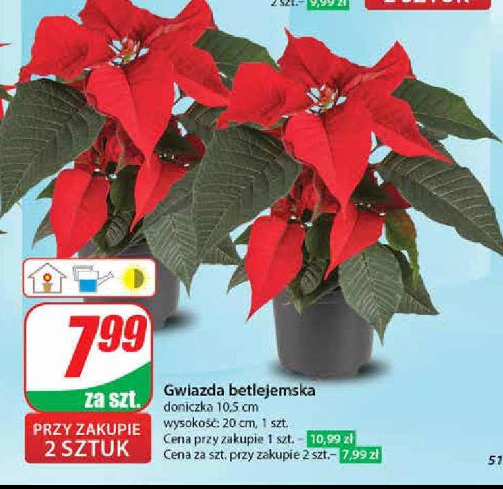 Gwiazda betlejemska 10.5 cm promocja