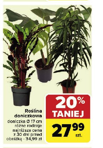 Roślina zielona don. 17 cm promocja w Carrefour Market