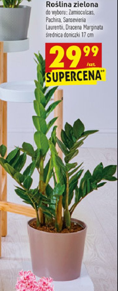 Sansevieria laurentii promocja