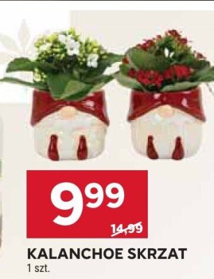 Kalanchoe skrzat promocja w Stokrotka