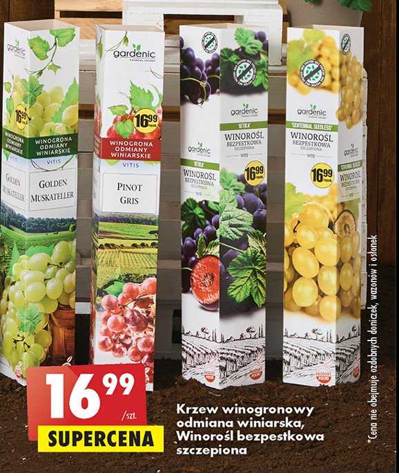 Krzew winogrona odmiany winiarskie golden muskateller Gardenic promocja
