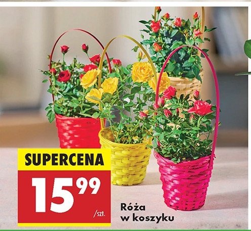 Róża doniczkowa w koszyku promocja w Biedronka
