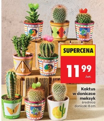 Kaktus w doniczce meksyk promocja w Biedronka