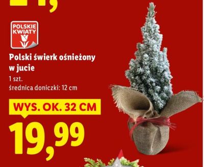 Polski świerk ośnieżony w jucie promocja w Lidl