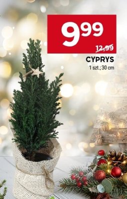 Cyprys promocja w Stokrotka