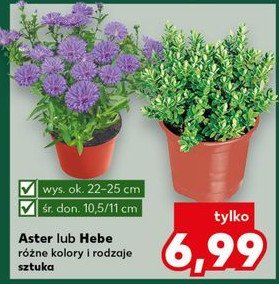 Aster promocja