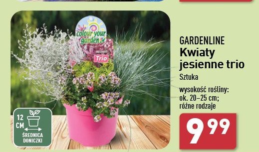 Kwiaty jesienne trio don. 12 cm GARDEN LINE promocja