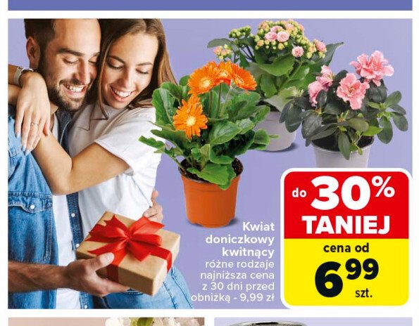 Kwiat doniczkowy promocja w Carrefour