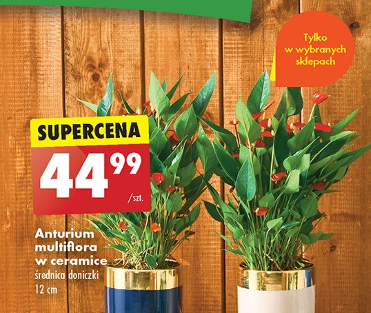 Anturium multiflora w ceramice 12 cm promocja