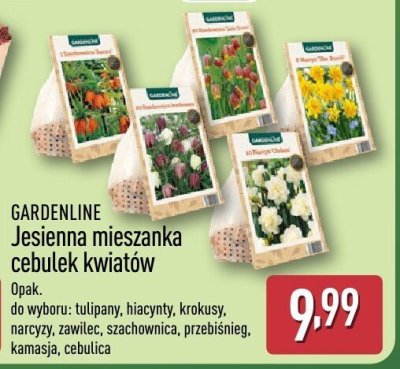 Jesienna mieszanka cebulek kwiatów Gardenline (tulipany, hiacynty, krokusy, narcyzy, zawilec, szachownica, przebiśnieg, kamasja, cebulica) promocja w Aldi