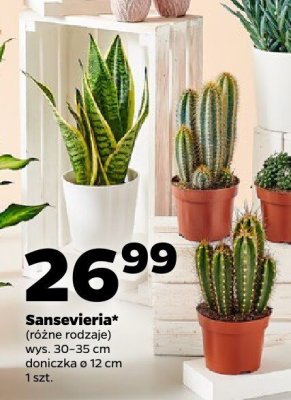 Sansevieria (różne rodzaje) wys. 30-35 cm, doniczka ø 12 cm, 1 szt. promocja w Netto