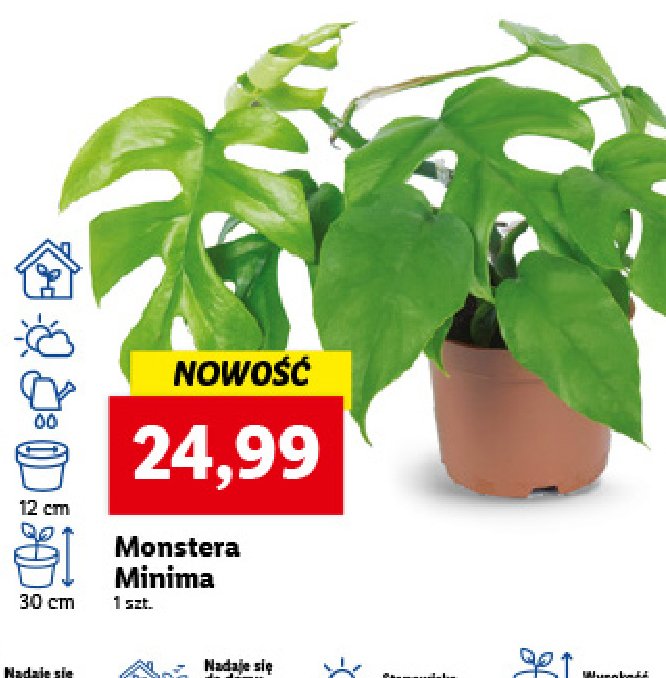 Monstera minima 25 cm promocja