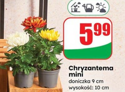 Chryzantema mini doniczka 9 cm  promocja w Dino