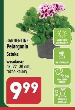 Pelargonia don. 12 cm GARDEN LINE promocja