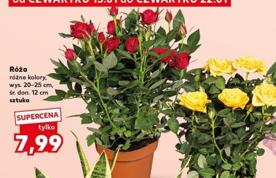 Róża różne kolory promocja w Kaufland
