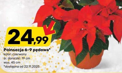 Poinsecja 6-9 pędowa promocja w Bricomarche