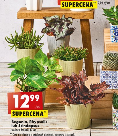 Rhypsalis don. 12 cm promocja