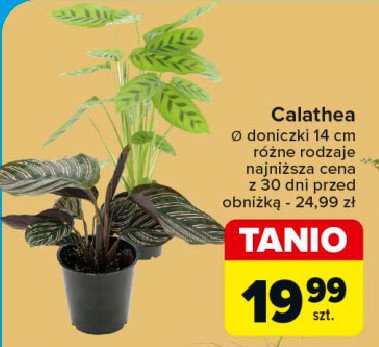 Calathea don. 14 cm promocja w Carrefour