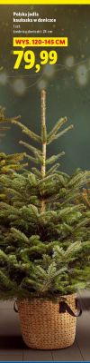 Choinka polska jodła kaukaska w doniczce promocja w Lidl