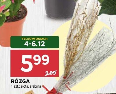 Kwiat doniczkowy Grudnik promocja w Stokrotka