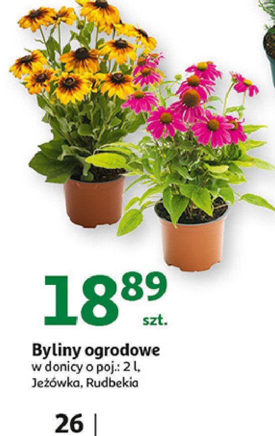 Rudbekia promocja