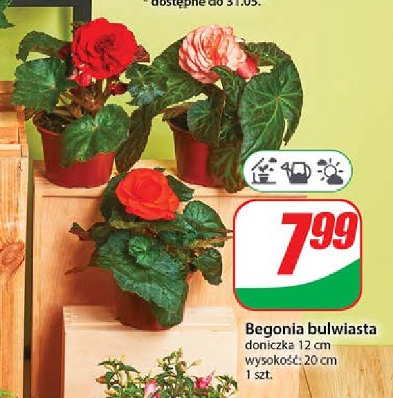 Begonia bulwiasta promocja w Dino