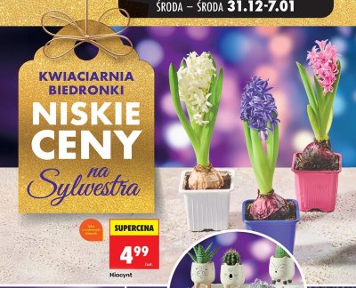 Hiacynt promocja w Biedronka
