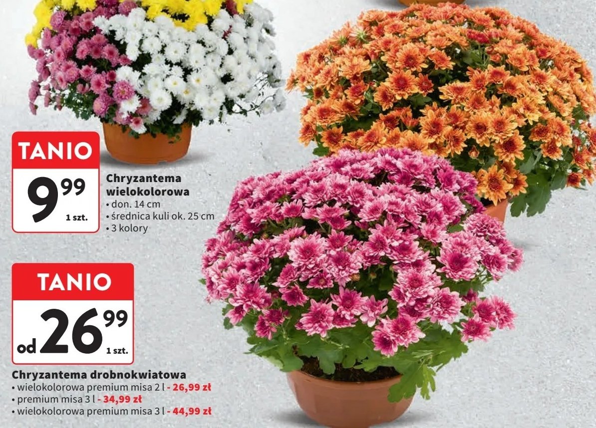 Chryzantema drobnokwiatowa premium misa 3 l promocja
