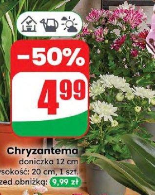 Chryzantema doniczka 12 cm  promocja w Dino