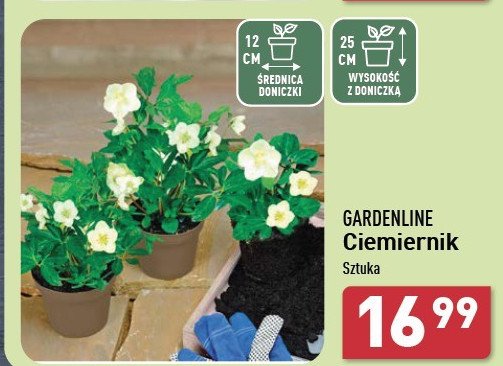 Ciemiernik don. 12 cm promocja