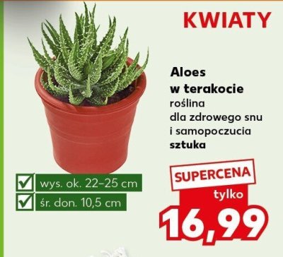 Aloes w terakocie promocja w Kaufland