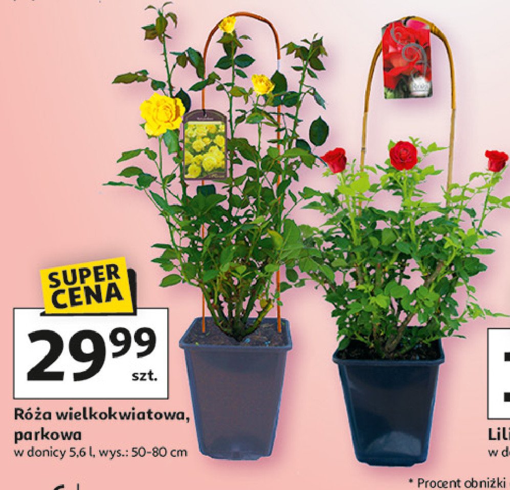Róża wielkokwiatowa parkowa 5.6 l promocja w Auchan