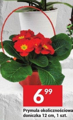 Primula okolicznościowa doniczka 12 cm, 1 szt. promocja w Twój Market