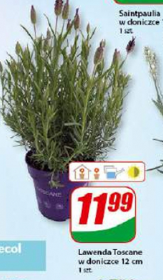 Lawenda toscane promocja