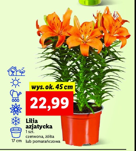 Lilia azjatycka czerwona 45 cm promocja