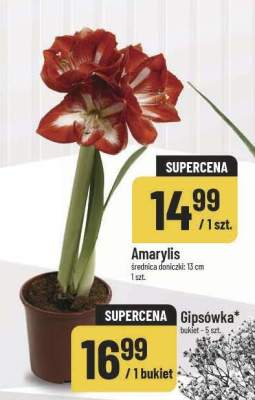 Gipsówka promocja w POLOmarket