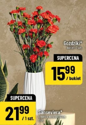 Goździki bukiet promocja w POLOmarket