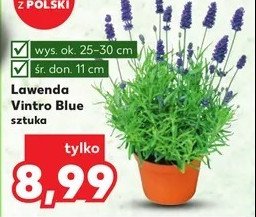 Lawenda vintro blue don. 11 cm promocja