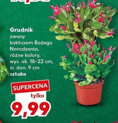 Grudnik, różne kolory promocja w Kaufland