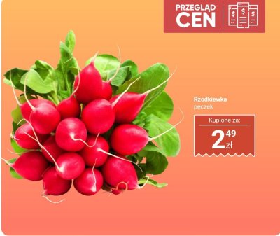 Rzodkiewka pęczek Dino promocja w Dino