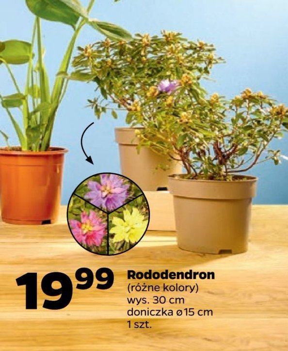 Rododendron don. 15 cm promocja