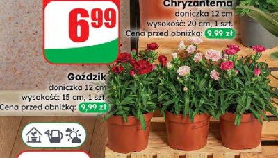 Goździk doniczka 12 cm  promocja w Dino