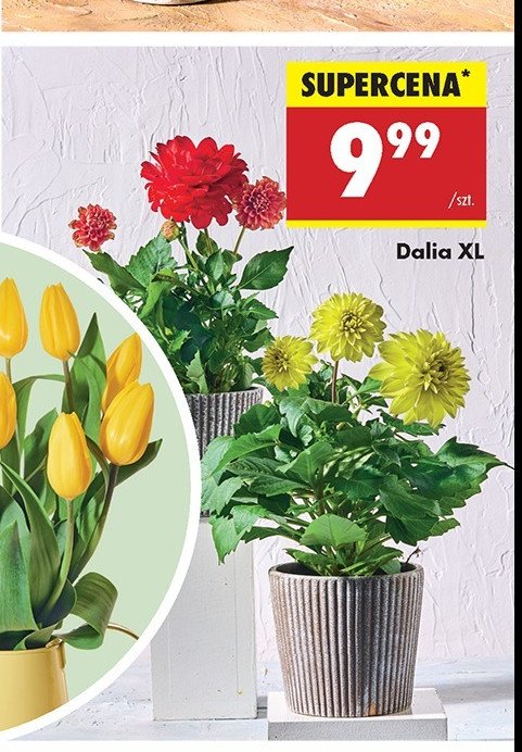 Dalia promocja