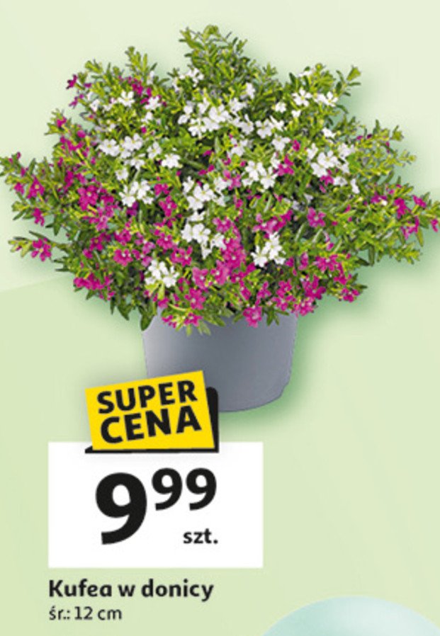 Kufea promocja