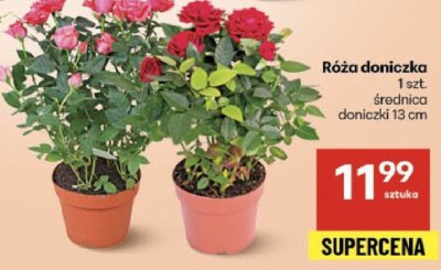 Róża doniczka 1 szt. promocja w Delikatesy Centrum