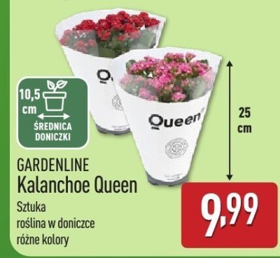 GARDENLINE Kalanchoe Queen promocja w Aldi