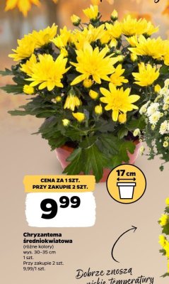 Chryzantema średniokwiatowa promocja w Netto