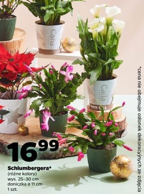 Kalia promocja w Netto